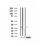 MSX2 Antibody in Western Blot (WB)