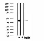 MRPL39 Antibody in Western Blot (WB)