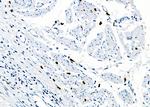 RAB38 Antibody in Immunohistochemistry (Paraffin) (IHC (P))