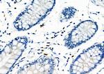 RAB38 Antibody in Immunohistochemistry (Paraffin) (IHC (P))