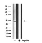 SIRPB1 Antibody in Western Blot (WB)