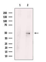 SIRPB1 Antibody in Western Blot (WB)