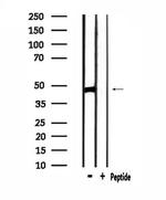 SIRPB1 Antibody in Western Blot (WB)