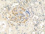 MYL3 Antibody in Immunohistochemistry (Paraffin) (IHC (P))