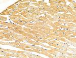 MYL3 Antibody in Immunohistochemistry (Paraffin) (IHC (P))