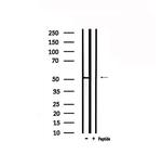 GPR152 Antibody in Western Blot (WB)