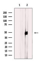 GPRC5B Antibody in Western Blot (WB)