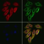 HSP701L Antibody in Immunocytochemistry (ICC/IF)