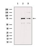 HSP701L Antibody in Western Blot (WB)