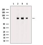 HSP701L Antibody in Western Blot (WB)