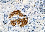 DAP Antibody in Immunohistochemistry (Paraffin) (IHC (P))