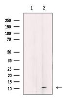 DAP Antibody in Western Blot (WB)