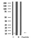 DAP Antibody in Western Blot (WB)