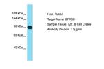 EFR3B Antibody in Western Blot (WB)