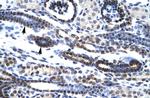 HES7 Antibody in Immunohistochemistry (Paraffin) (IHC (P))