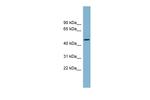 TDO2 Antibody in Western Blot (WB)