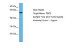 TDO2 Antibody in Western Blot (WB)