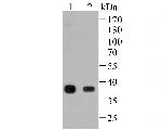 FBP1 Antibody in Western Blot (WB)