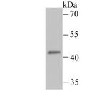 LOX-1 Antibody in Western Blot (WB)