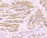 USP21 Antibody in Immunohistochemistry (Paraffin) (IHC (P))