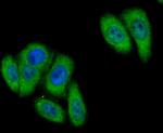 Butyrylcholinesterase Antibody in Immunocytochemistry (ICC/IF)