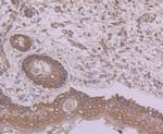 Butyrylcholinesterase Antibody in Immunohistochemistry (Paraffin) (IHC (P))