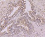 Butyrylcholinesterase Antibody in Immunohistochemistry (Paraffin) (IHC (P))