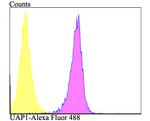 UAP1 Antibody in Flow Cytometry (Flow)