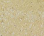 UAP1 Antibody in Immunohistochemistry (Paraffin) (IHC (P))