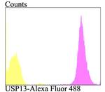 USP13 Antibody in Flow Cytometry (Flow)