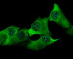 USP13 Antibody in Immunocytochemistry (ICC/IF)