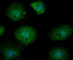 USP13 Antibody in Immunocytochemistry (ICC/IF)