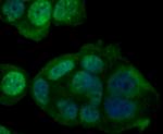 GPX4 Antibody in Immunocytochemistry (ICC/IF)