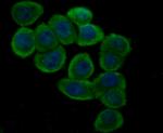 GPX4 Antibody in Immunocytochemistry (ICC/IF)