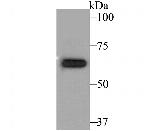 KV1.5 (KCNA5) Antibody in Western Blot (WB)
