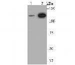 RAD21 Antibody in Western Blot (WB)