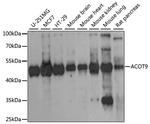 ACOT9 Antibody in Western Blot (WB)