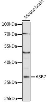 ASB7 Antibody in Western Blot (WB)