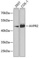 AVPR2 Antibody in Western Blot (WB)