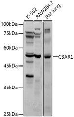 C3a Receptor Antibody in Western Blot (WB)