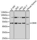 CBX8 Antibody in Western Blot (WB)