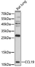 CCL19 Antibody in Western Blot (WB)