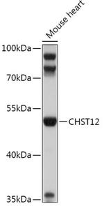 CHST12 Antibody in Western Blot (WB)