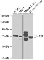 Carboxypeptidase E Antibody in Western Blot (WB)