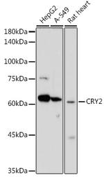 CRY2 Antibody in Western Blot (WB)