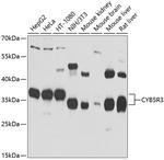 CYB5R3 Antibody in Western Blot (WB)