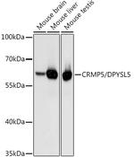 CRMP5 Antibody in Western Blot (WB)