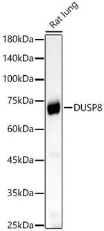 DUSP8 Antibody in Western Blot (WB)