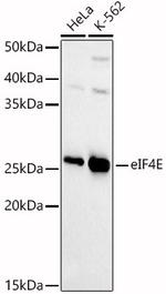 eIF4E Antibody in Western Blot (WB)