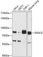 EXOC5 Antibody in Western Blot (WB)